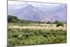 Landscape in the Andes, Argentina-Peter Groenendijk-Mounted Photographic Print