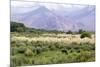 Landscape in the Andes, Argentina-Peter Groenendijk-Mounted Photographic Print