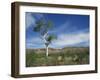 Landscape in the West Macdonnell Ranges Near Alice Springs in the Northern Territory, Australia-Wilson Ken-Framed Photographic Print