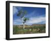 Landscape in the West Macdonnell Ranges Near Alice Springs in the Northern Territory, Australia-Wilson Ken-Framed Photographic Print