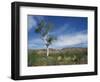 Landscape in the West Macdonnell Ranges Near Alice Springs in the Northern Territory, Australia-Wilson Ken-Framed Photographic Print