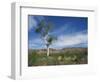 Landscape in the West Macdonnell Ranges Near Alice Springs in the Northern Territory, Australia-Wilson Ken-Framed Photographic Print