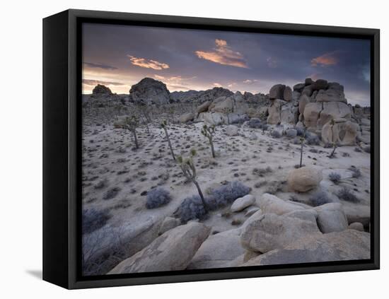 Landscape, Joshua Tree National Park, California, United States of America, North America-Colin Brynn-Framed Stretched Canvas