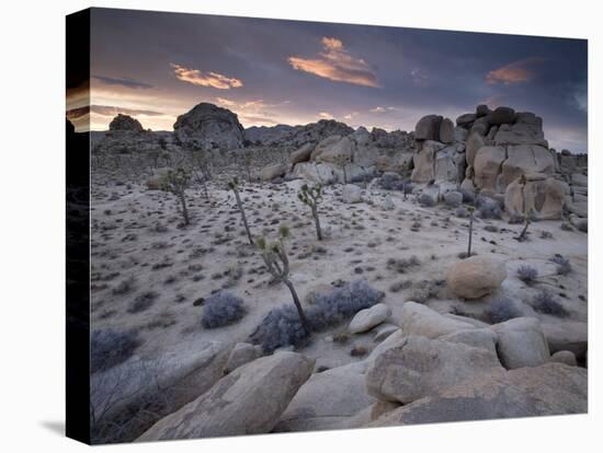 Landscape, Joshua Tree National Park, California, United States of America, North America-Colin Brynn-Stretched Canvas