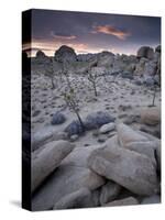 Landscape, Joshua Tree National Park, California, United States of America, North America-Colin Brynn-Stretched Canvas