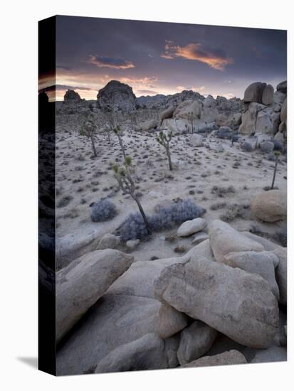 Landscape, Joshua Tree National Park, California, United States of America, North America-Colin Brynn-Stretched Canvas