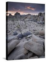 Landscape, Joshua Tree National Park, California, United States of America, North America-Colin Brynn-Stretched Canvas