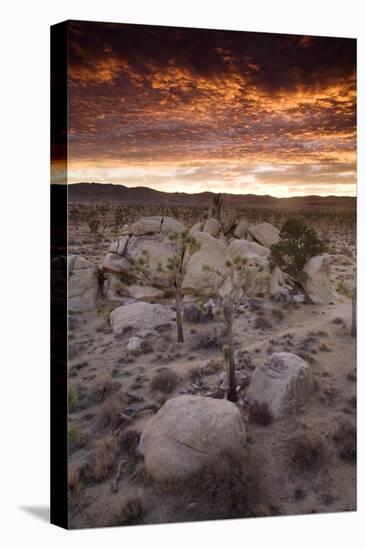 Landscape, Joshua Tree National Park, California, United States of America, North America-Colin Brynn-Stretched Canvas