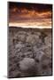 Landscape, Joshua Tree National Park, California, United States of America, North America-Colin Brynn-Mounted Photographic Print