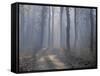 Landscape, Kanha National Park, India-Art Wolfe-Framed Stretched Canvas