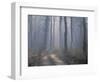 Landscape, Kanha National Park, India-Art Wolfe-Framed Photographic Print