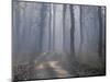 Landscape, Kanha National Park, India-Art Wolfe-Mounted Photographic Print