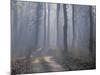 Landscape, Kanha National Park, India-Art Wolfe-Mounted Photographic Print