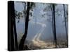 Landscape, Kanha National Park, India-Art Wolfe-Stretched Canvas
