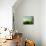 Landscape Made of Green Vegetables-Hartmut Seehuber-Photographic Print displayed on a wall