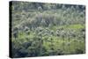 Landscape, Munnar, Kerala, India, Asia-Balan Madhavan-Stretched Canvas