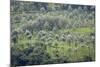 Landscape, Munnar, Kerala, India, Asia-Balan Madhavan-Mounted Photographic Print