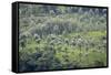 Landscape, Munnar, Kerala, India, Asia-Balan Madhavan-Framed Stretched Canvas