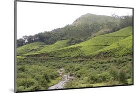 Landscape, Munnar, Kerala, India, Asia-Balan Madhavan-Mounted Photographic Print