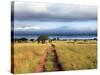 Landscape, Murchison Falls National Park, Uganda, East Africa-Ivan Vdovin-Stretched Canvas