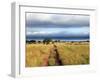 Landscape, Murchison Falls National Park, Uganda, East Africa-Ivan Vdovin-Framed Photographic Print