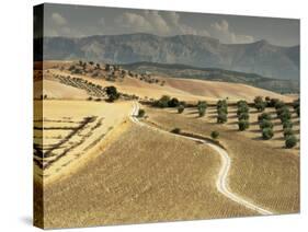 Landscape Near Jaen, Andalucia, Spain-Michael Busselle-Stretched Canvas