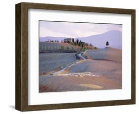 Landscape Near Pienza, Siena Province, Tuscany, Italy-Bruno Morandi-Framed Photographic Print