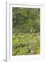 Landscape near Ravello-Guido Cozzi-Framed Photographic Print