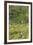 Landscape near Ravello-Guido Cozzi-Framed Photographic Print