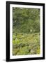 Landscape near Ravello-Guido Cozzi-Framed Photographic Print