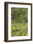 Landscape near Ravello-Guido Cozzi-Framed Photographic Print