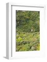 Landscape near Ravello-Guido Cozzi-Framed Photographic Print