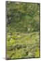 Landscape near Ravello-Guido Cozzi-Mounted Photographic Print