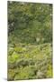 Landscape near Ravello-Guido Cozzi-Mounted Photographic Print