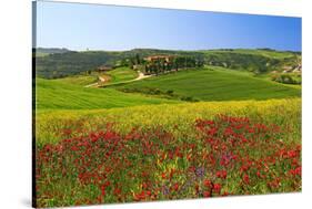 Landscape near San Quirico d'Orcia, Val d'Orca, Province of Siena, Tuscany, Italy-null-Stretched Canvas