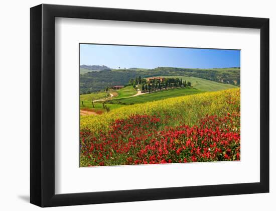 Landscape near San Quirico d'Orcia, Val d'Orca, Province of Siena, Tuscany, Italy-null-Framed Art Print