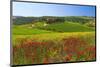 Landscape near San Quirico d'Orcia, Val d'Orca, Province of Siena, Tuscany, Italy-null-Mounted Art Print