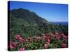 Landscape Near Sao Roque Do Faial, Island of Madeira, Portugal, Atlantic-Hans Peter Merten-Stretched Canvas