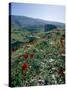 Landscape Near Shiraz, Iran, Middle East-Robert Harding-Stretched Canvas