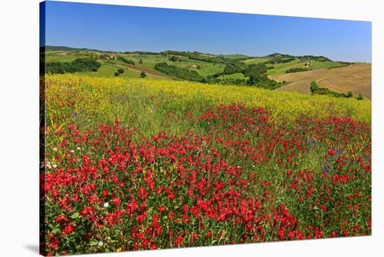 Landscape near Volterra in Spring, Province of Pisa, Tuscany, Italy-null-Stretched Canvas