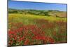 Landscape near Volterra in Spring, Province of Pisa, Tuscany, Italy-null-Mounted Art Print