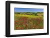 Landscape near Volterra in Spring, Province of Pisa, Tuscany, Italy-null-Framed Art Print