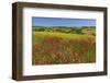 Landscape near Volterra in Spring, Province of Pisa, Tuscany, Italy-null-Framed Art Print