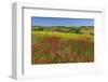 Landscape near Volterra in Spring, Province of Pisa, Tuscany, Italy-null-Framed Art Print