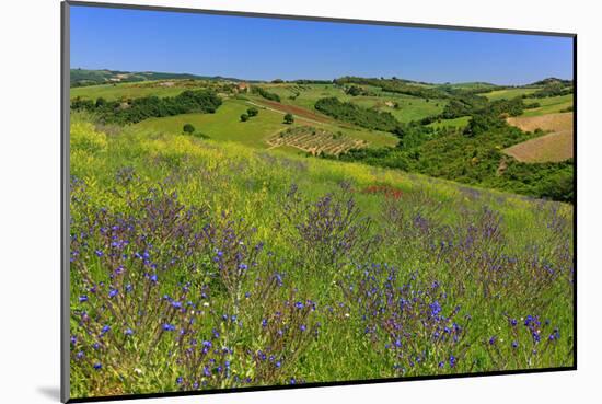 Landscape near Volterra in Spring, Province of Pisa, Tuscany, Italy-null-Mounted Art Print