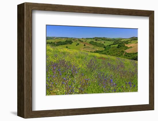 Landscape near Volterra in Spring, Province of Pisa, Tuscany, Italy-null-Framed Art Print