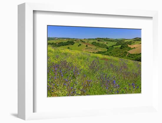 Landscape near Volterra in Spring, Province of Pisa, Tuscany, Italy-null-Framed Art Print