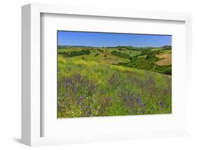 Landscape near Volterra in Spring, Province of Pisa, Tuscany, Italy-null-Framed Art Print