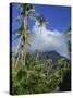 Landscape, Nevis, Leeward Islands, West Indies, Caribbean, Central America-Miller John-Stretched Canvas