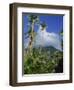 Landscape, Nevis, Leeward Islands, West Indies, Caribbean, Central America-Miller John-Framed Photographic Print